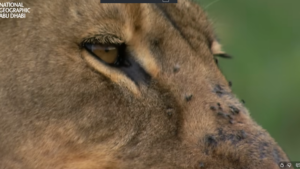 مشكلة اشارة ناشيونال جيوغرافيك