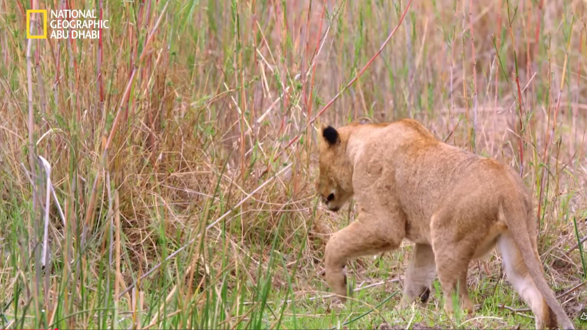 مشكلة اشارة ناشيونال جيوغرافيك 2026